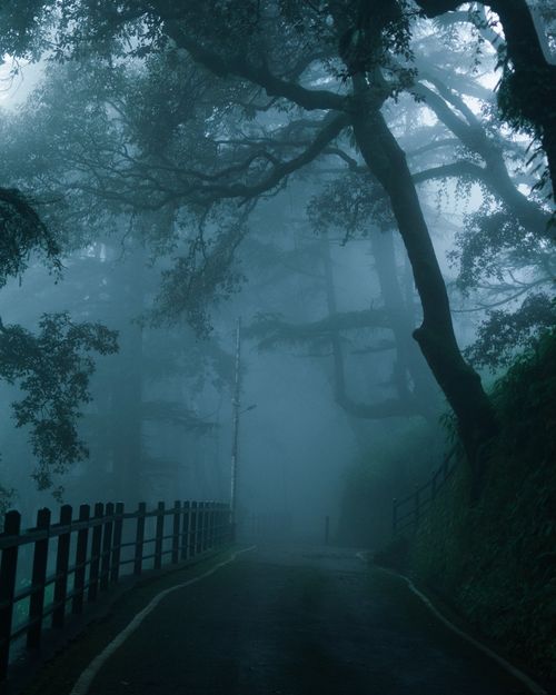 Free A mysterious road surrounded by foggy forest creates a serene and mystical atmosphere. Stock Photo