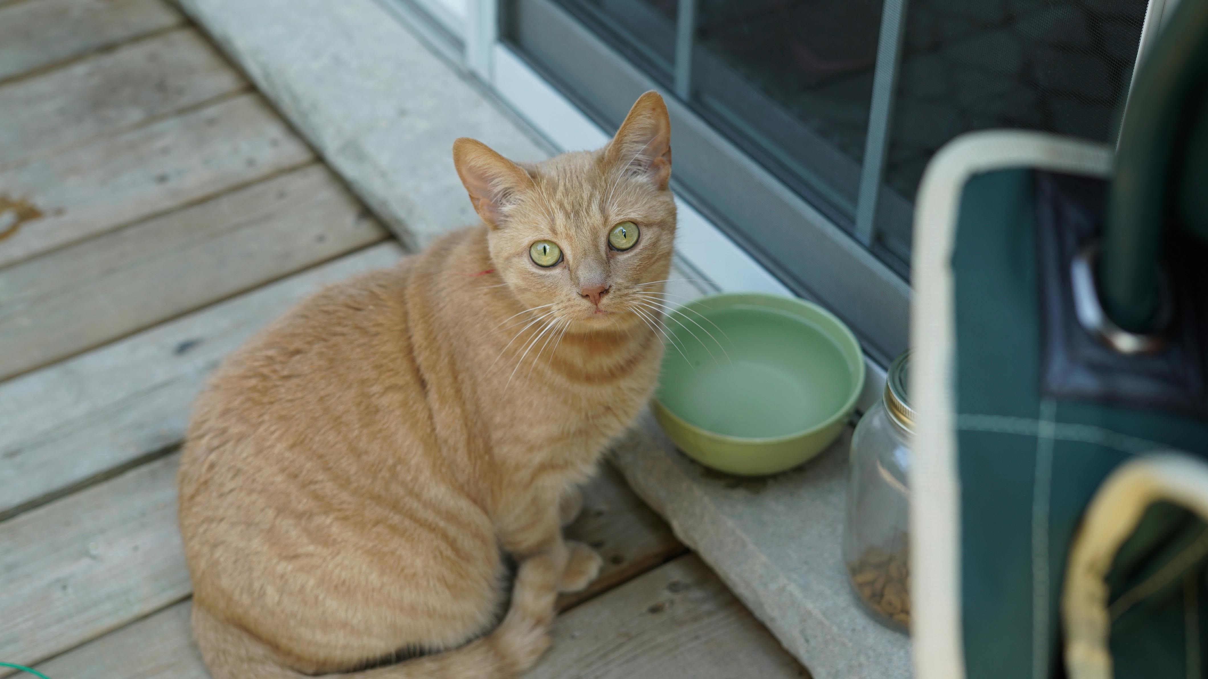 A ginger cat sitting next to a bowl on a wooden deck.