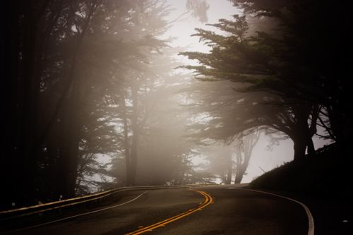 Free Misty road winding through foggy forest in San Francisco, California. Stock Photo