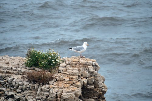 A Seagull on a Cliff 