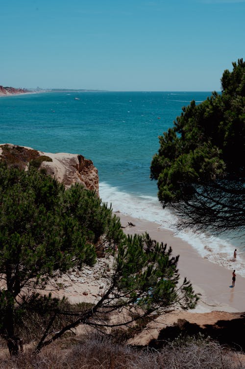 Trees on Tropical Sea Shore