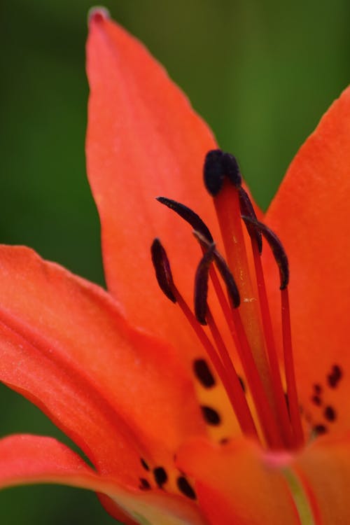 Foto profissional grátis de flor, flor vermelha, lírio