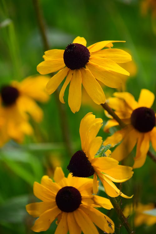 Foto profissional grátis de amarelo, flor, flor amarela