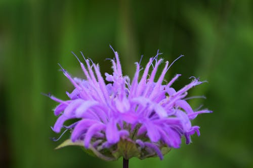 Free stock photo of flower, petals, purple