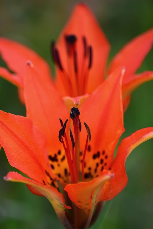Exotic Orange Flower in a Garden 