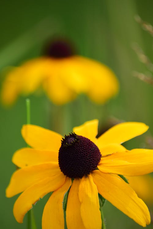 Black Eyes Susan Flower