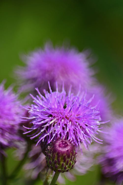 Foto stok gratis bunga ungu, gulma, rumput ungu