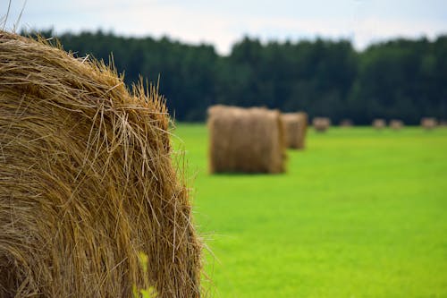 Foto profissional grátis de área, campo de feno, canudo