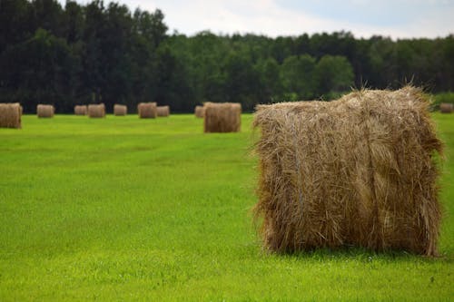 一捆一捆的乾草, 下田, 乾草場 的 免费素材图片