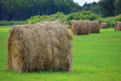 Foto stok gratis agrikultura, bal jerami, bidang