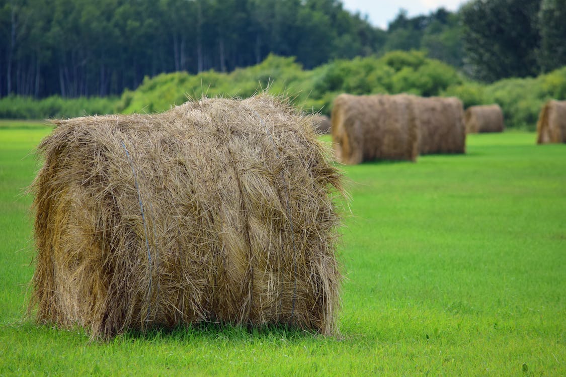 Hay Bales on the Field 