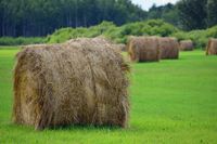 Hay field