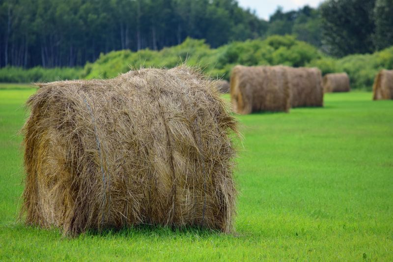 Hay bales scattered across a sunny meadow