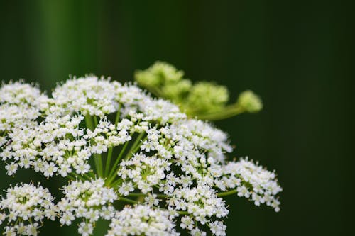Foto profissional grátis de branco, erva, flor