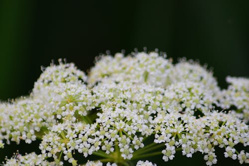 Foto profissional grátis de erva, flor, flor branca