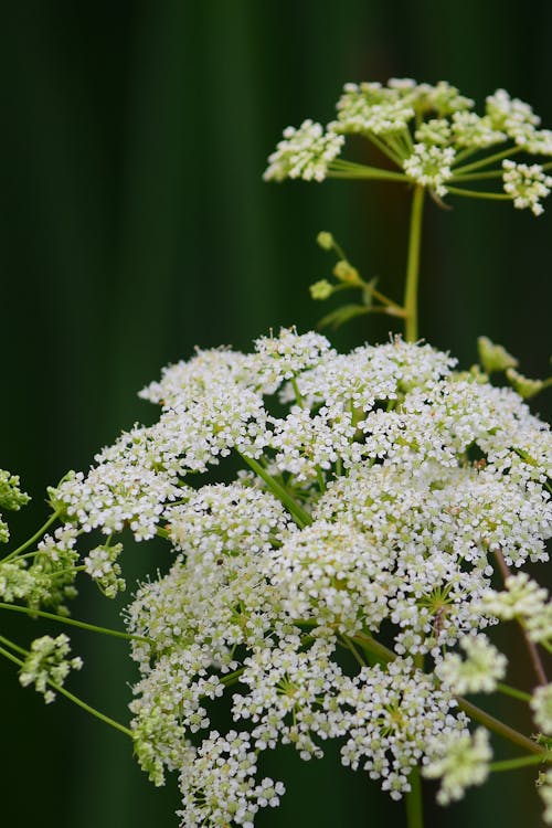 Free stock photo of flower, queen anne s lace, tiny flower