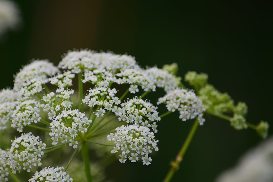 Free stock photo of flower, queen anne s lace, tiny flower