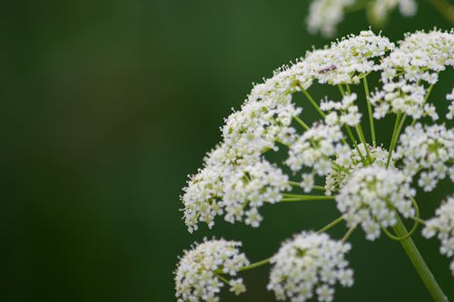 Foto profissional grátis de branco, erva, flor