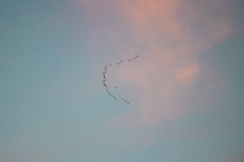 Flock of Birds Flying in the Sky 