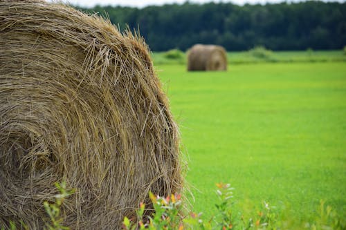 Free stock photo of bale, farming, field