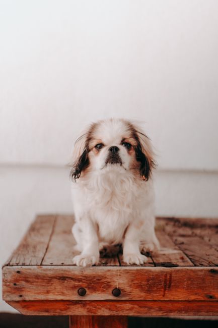 Cute Japanese Chin dog sitting on a rustic wooden table indoors.