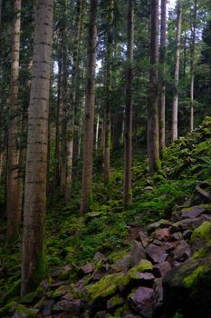 Lush forest scene featuring moss-covered rocks and tall trees on a steep hillside.