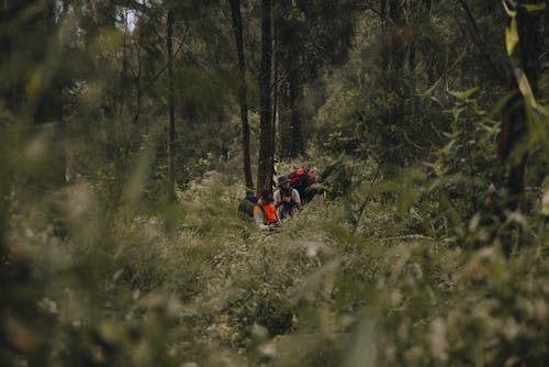 People on a Trail in Forest 