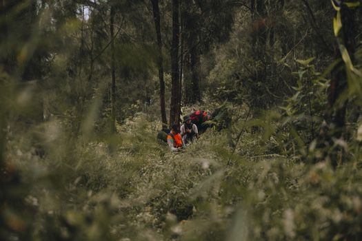 A group of hikers navigate a lush forest trail, surrounded by dense foliage and towering trees.