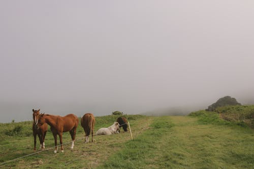 Imagine de stoc gratuită din cai, ceață, fotografie de animale