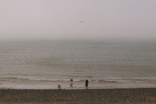 Free A serene foggy beach scene at Eastbourne, United Kingdom with people and a dog enjoying the waves. Stock Photo