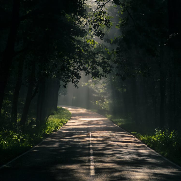 Road Through Forest In Summer