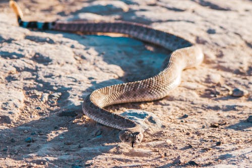 Foto profissional grátis de animal exótico, cobra, deserto