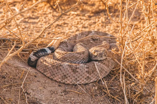 Foto profissional grátis de animal exótico, cobra, deserto