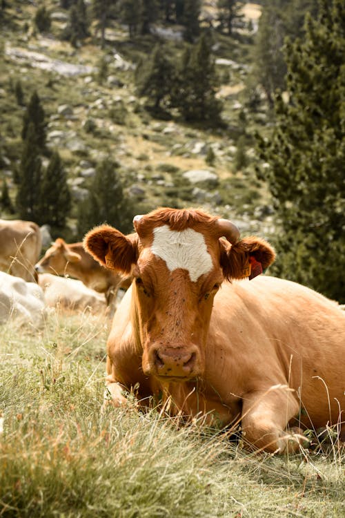 Безкоштовне стокове фото на тему «вертикальні постріл, коричневі корови, пасовище»
