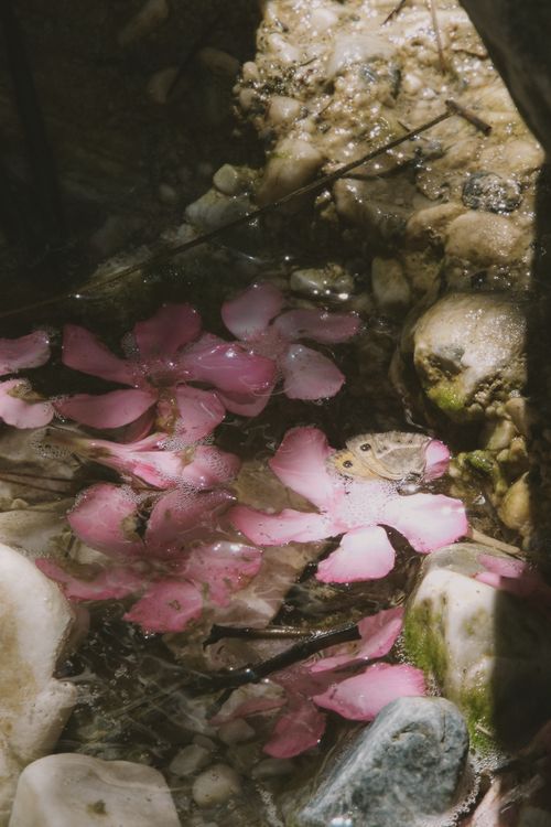 Free A serene image of pink flower petals floating in a sunlit stream with rocks and water reflections. Stock Photo