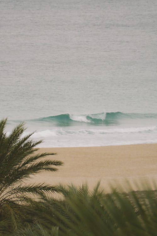 View of a Palm Tree and the Beach 