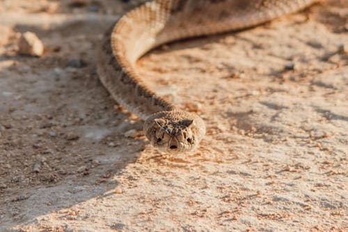 Rattlesnake on Ground