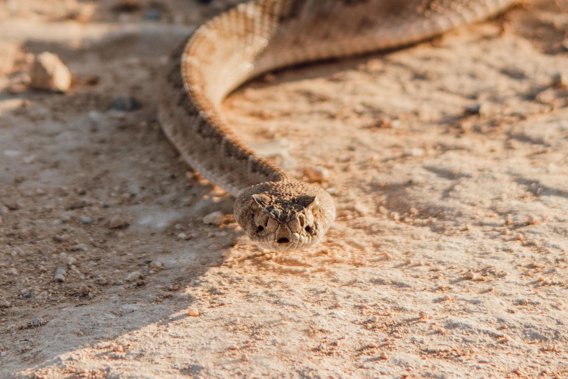 Rattle Snakes First Rattle What do the number of rattles on a rattlesnake mean? - The Institute ...
