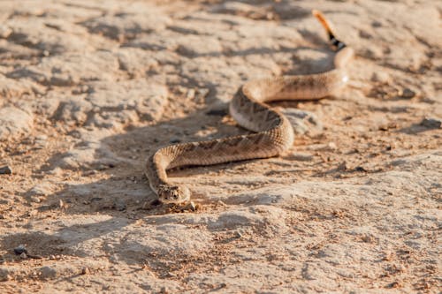 Rattlesnake on Ground