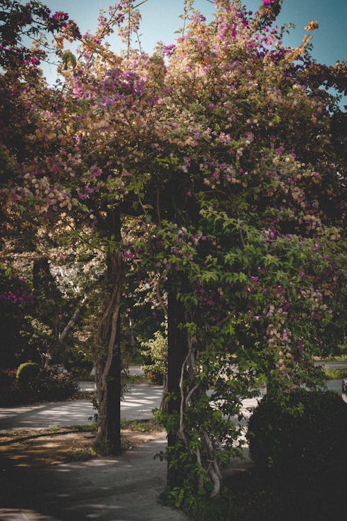 Fotos de stock gratuitas de arboles, caduco, crecimiento