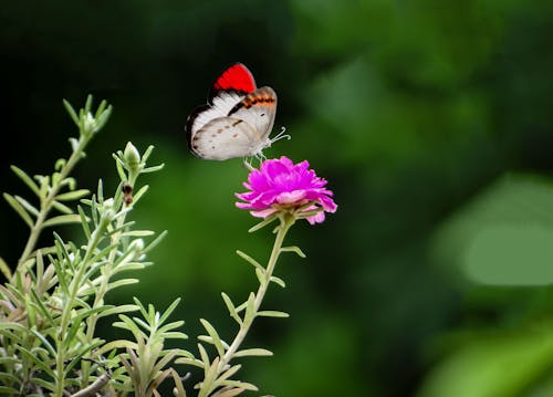 Бесплатное стоковое фото с бабочка, Биология, насекомое