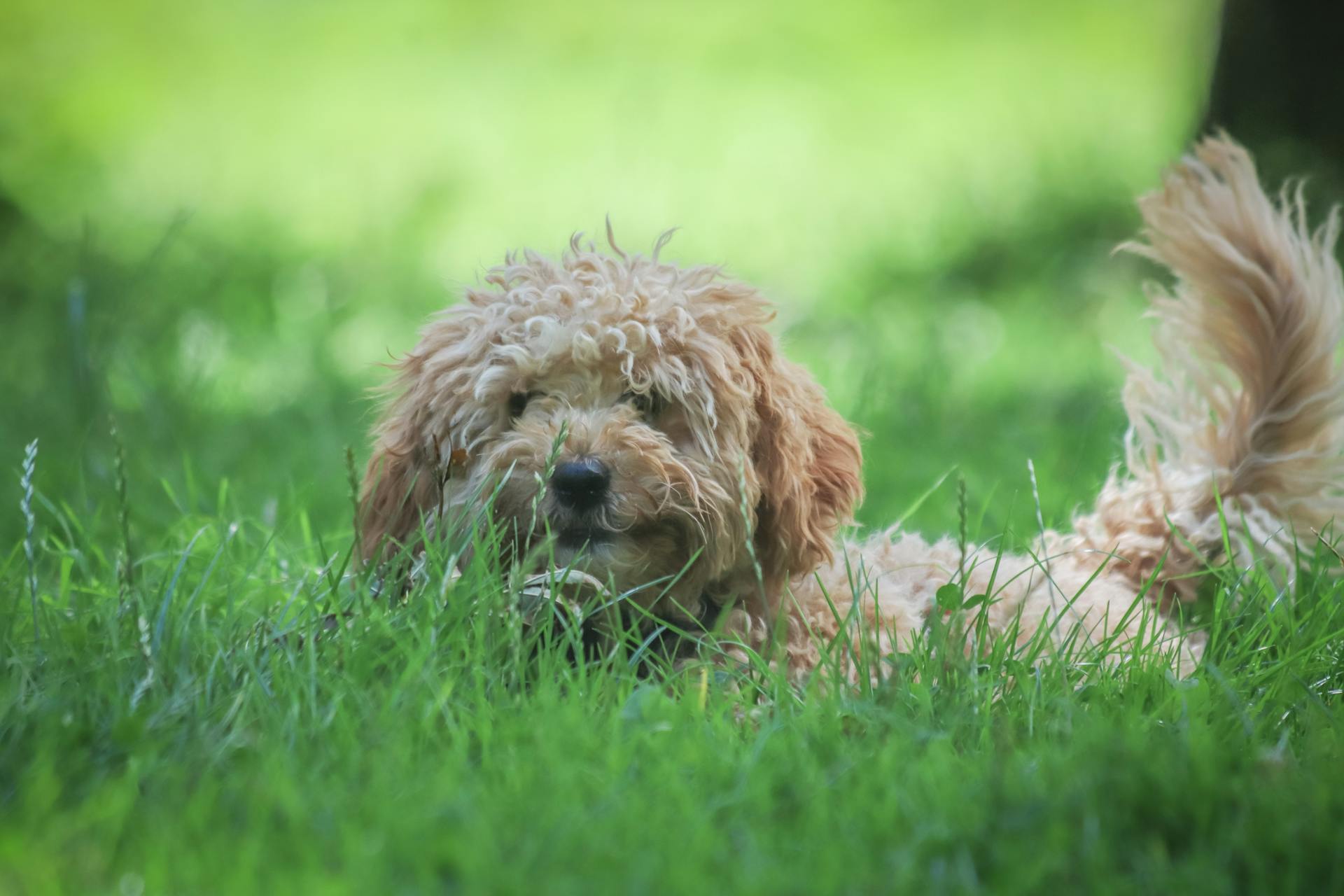 Labradoodle som ligger på gräs