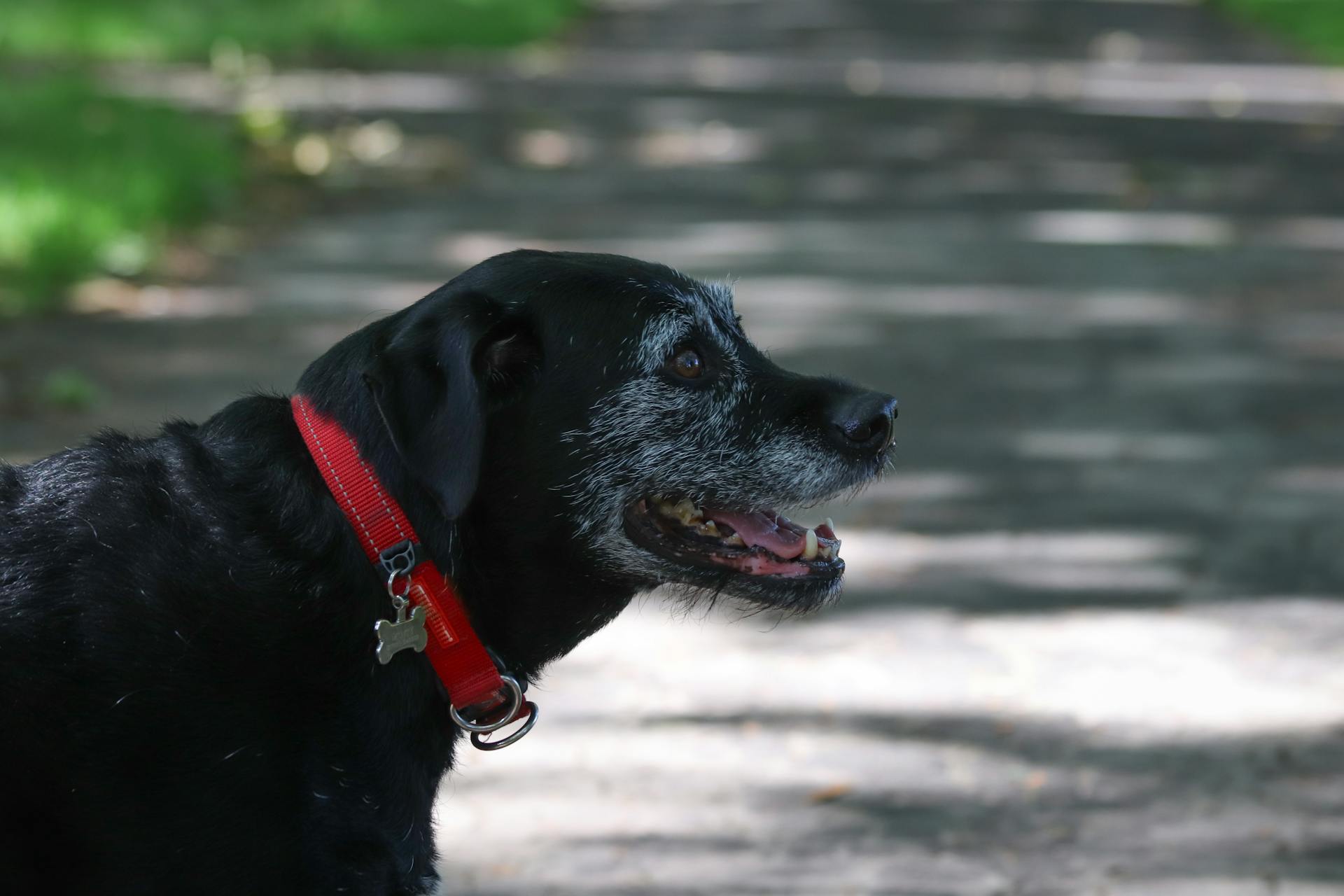 Smiling Dog in Collar