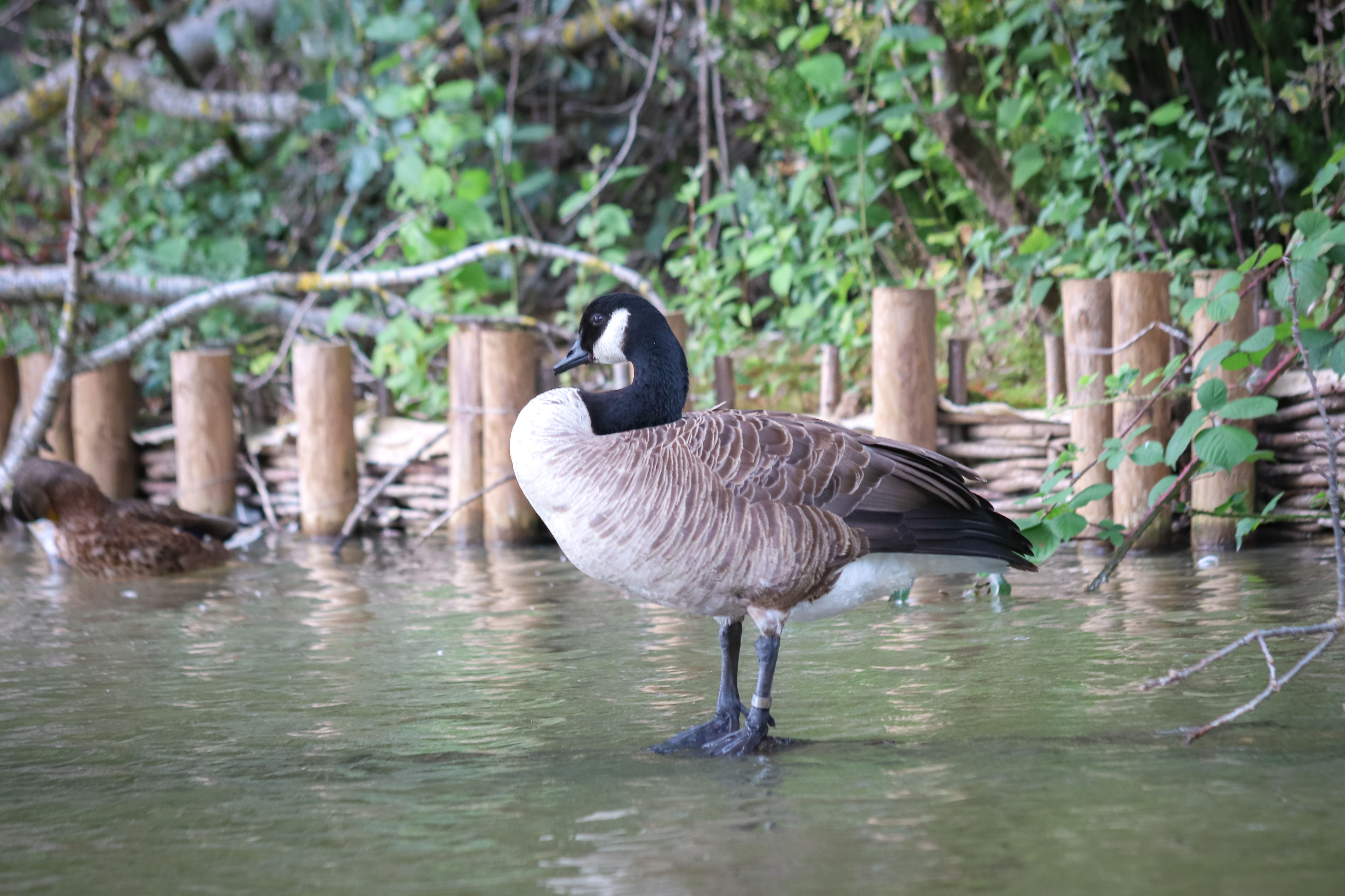 Goose in River · Free Stock Photo