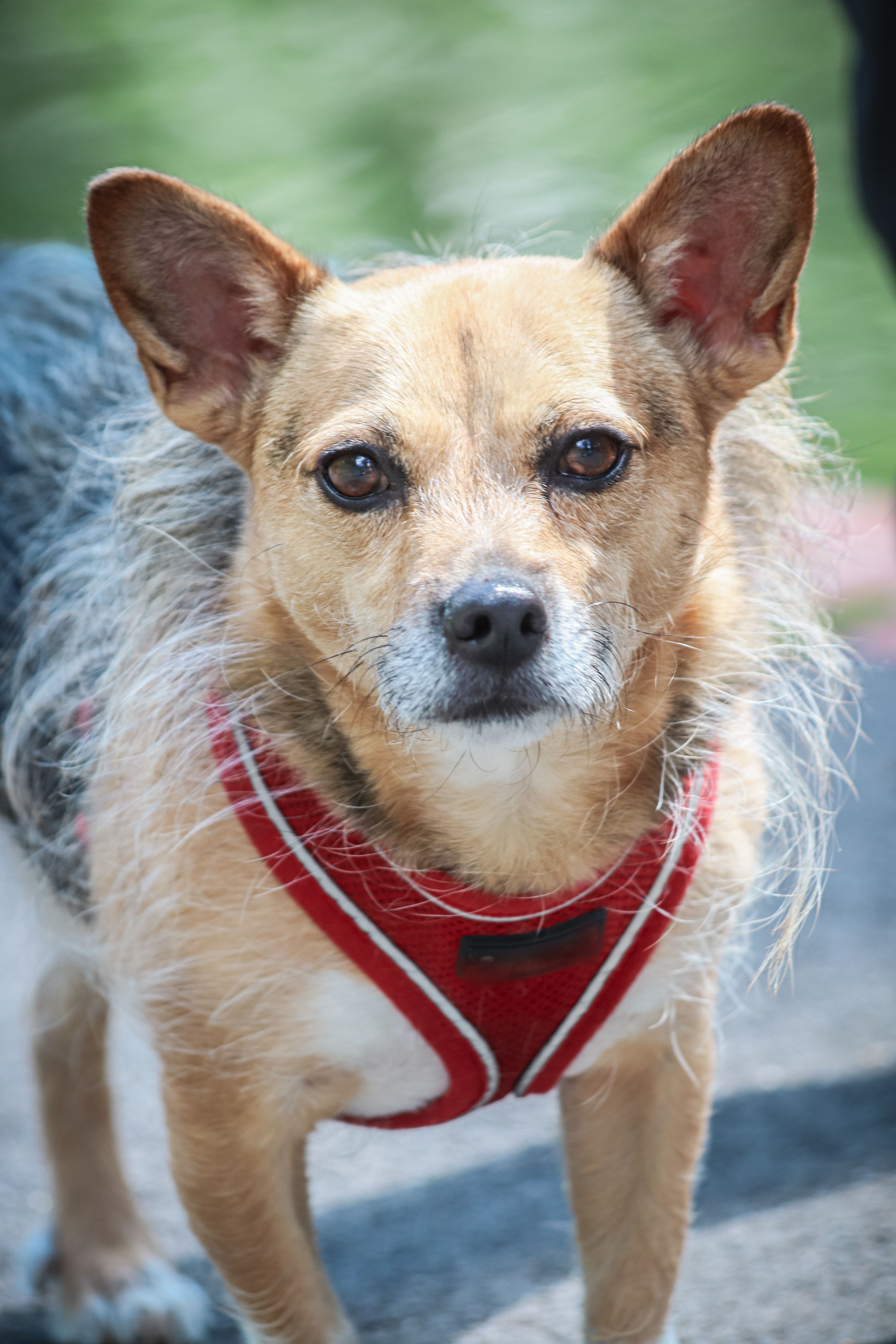 Rabies in Dogs and Cats: Symptoms, Prevention, and Vaccination