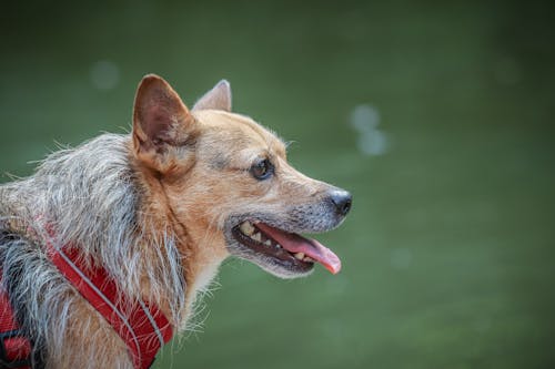 Close-up of a Dog with Its Tongue Out 