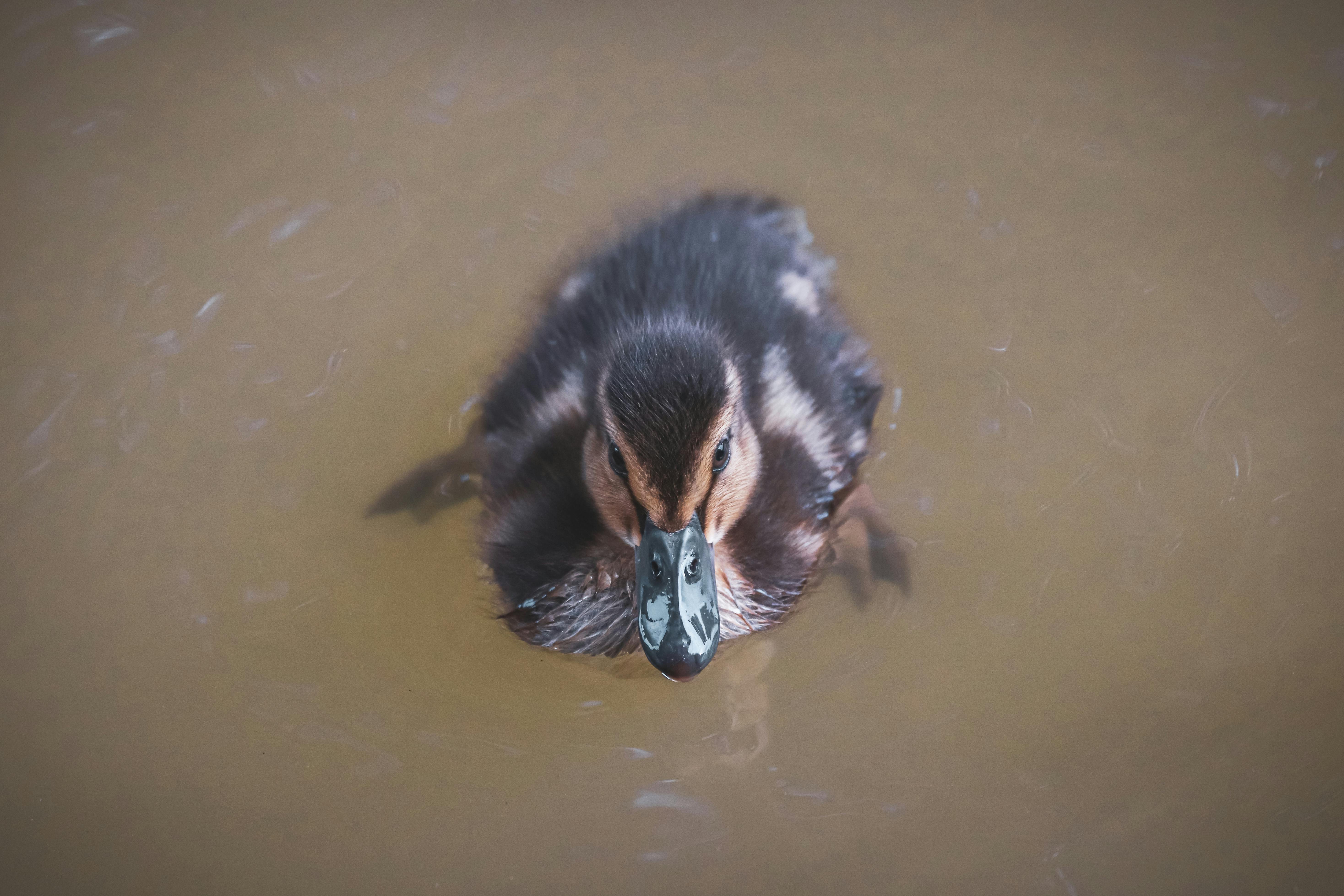 Mother Duck And Baby Ducks Photos, Download The BEST Free Mother Duck ...