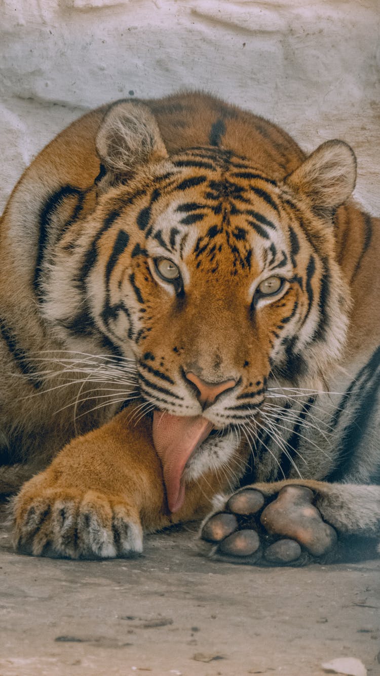 Tiger In Zoo