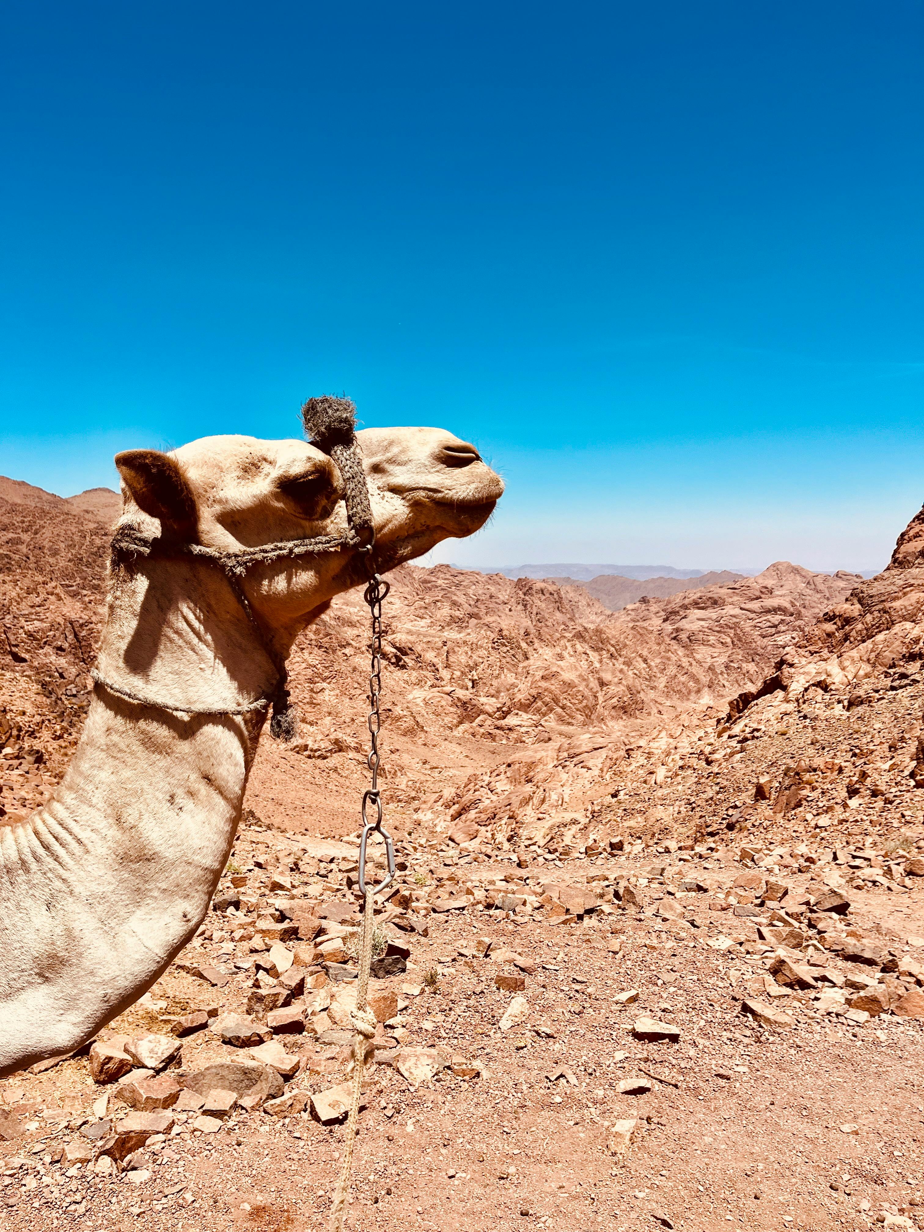 Camels - Knowledgebase - Farm Transparency Project (FTP) | Australian  animal protection charity, image size:3024x4032