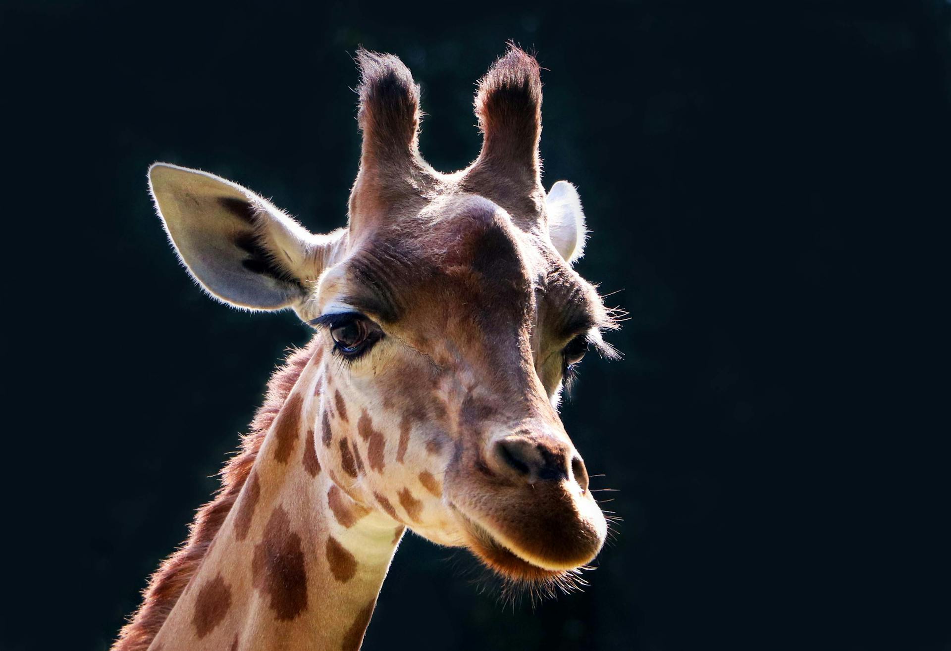 Head of Giraffe against Black Background